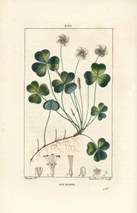 Waldsauerklee, Oxalis acetosella, mit Blume, Blatt, Stängel, Samen und Wurzel