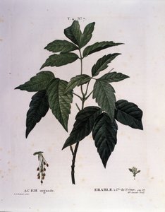 Botanik: Ahornzweig. Tafel aus „Nouveau Duhamel du Monceau oder Abhandlungen über Bäume und Sträucher, die in Frankreich kultiviert werden“. Aquarell von Pierre Joseph Redouté (1759-1840) 1819.