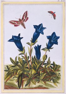 Blaue Enzian-Trompetenblume, veröffentlicht 1776