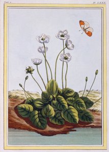 Parnassgras von Pierre Joseph Buchoz