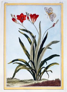 Cornlily, veröffentlicht 1776