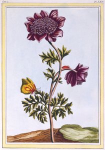 Garten-Anemone Windblume, veröffentlicht 1776
