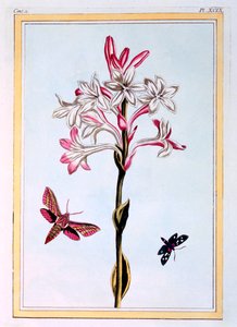 Die Tuberose, veröffentlicht 1776