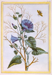 Le Grand Liseron Violet Convovlus, veröffentlicht 1776 von Pierre Joseph Buchoz