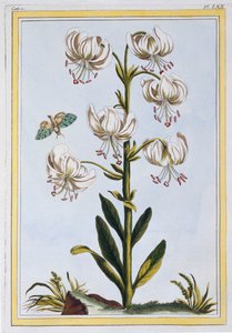Le Martagan Blanc von Pierre Joseph Buchoz