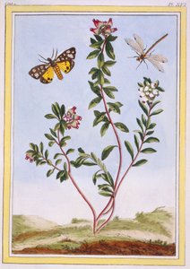 Le Petit arbousier des Aples