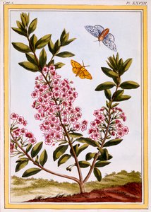 Schaflorbeer Kalmia augustifolia