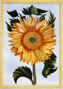 Sonnenblume