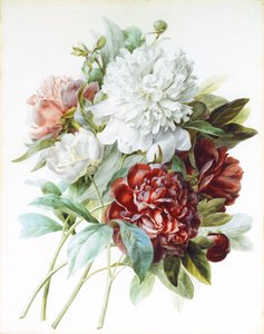 Ein Strauß roter, rosa und weißer Pfingstrosen