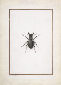 Ein Hirschkäfer von Pierre Joseph Redouté