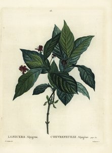 Alpen-Geißblatt, Lonicera alpigena