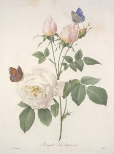 Bengale Thé hyménée, aus Choix Des Plus Belle Fleurs et des Plus Beaux Fruits, 1827