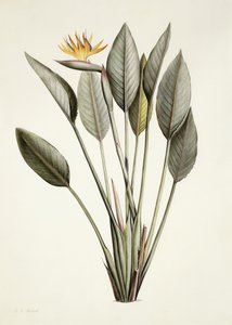 Paradiesvogel