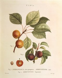 Schwarze Aprikose und Aprikosensorten: Prunus armeniaca, Armeniaca atropurpurea von Pierre Joseph Redoute von Pierre Joseph Redouté
