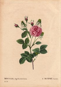 Botanische Tafel, Blume, Rose Sorte: Agathe carnee (Rosa gallica agatha incarnata). Unbekannter Ursprung, Hybridsorte der Rose Gallica Damask. In „Les Roses“, Band 2 von Pierre Joseph Redoute (1759-1840) von Pierre Joseph Redouté