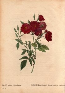 Botanische Tafel, Blume, Rosenvarietät: Indische Rose mit fast violetten Blumen, aus Les Roses, Band 2 von Pierre Joseph Redoute