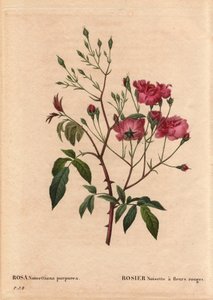 Botanische Tafel, Blume, Rosenvarietät: Rosa noisettiana purpurea, aus Les Roses, Band 2 von Pierre Joseph Redoute