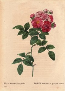 Botanische Tafel, Blume, Rosensorte: Rosa multiflora mit großen Blättern (Rosa multiflora platyphylla), kultiviert aus Samen, eingeführt in die Bretagne vor 1817. In „Les Roses“, Band 2 von Pierre Joseph Redoute (1759-1840) von Pierre Joseph Redouté