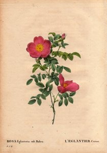 Botanische Tafel, Blume, Rose Sorte: Die Kirsch-Eglantine (Rosa eglanteria sub rubra) verzeichnet in den Gewächshäusern von Monsieur Vilmorin, um 1820 und gewonnen aus den Samen der gelben Rose foetida. In „Les Roses“, Band 2 von Pierre Joseph Redoute von Pierre Joseph Redouté