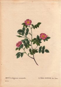 Botanische Tafel, Blume, Rosenvarietät: Die Eglantine des Waldes, aus Les Roses, Band 2 von Pierre Joseph Redoute von Pierre Joseph Redouté