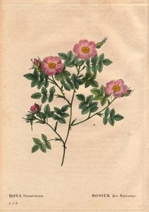 Botanische Tafel, Blume, Rosenvarietät: Buschrose (Rosa dumetorum). Aus der Familie der Hundsrosen aus Europa und Asien, entdeckt vor 1821. In „Les Roses“, Band 2 von Pierre Joseph Redouté (1759-1840) von Pierre Joseph Redouté