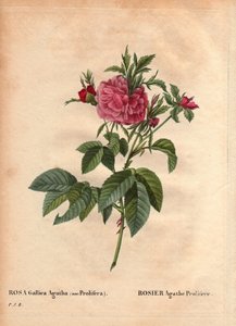 Botanische Tafel, Blume, Rosenvarietät: Rose Agathe Prolifere, aus Les Roses, Band 2 von Pierre Joseph Redoute