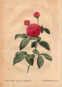Botanische Tafel, Blume, Rosenvarietät: Das Kind von Frankreich (Rosa gallica agatha var. delphiniana). Kultiviert von Monsieur Du Pont, circa 1802, bekannt seit der Herrschaft von Ludwig XV. (1710-1774) und „Enfant de France“ genannt zu Ehren des Dauphin. von Pierre Joseph Redouté