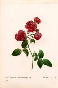 Nelkenchinarose, Rosa chinensis. Handkolorierter Kupferstich aus Pierre Joseph Redoutés „Les Roses“ von Pierre Joseph Redouté