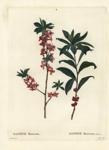 Daphne oder Seidelbast, Daphne mezereum