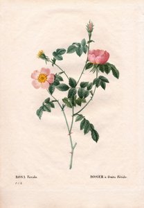 Fetide Fruchtrose. Handkolorierter Kupferstich aus Pierre Joseph Redoutés „Les Roses“, Paris von Pierre Joseph Redouté