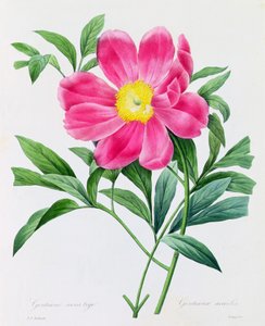 Stängellose Enzian