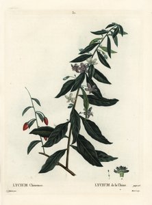 Goji-Beere oder Chinesischer Bocksdorn, Lycium chinense