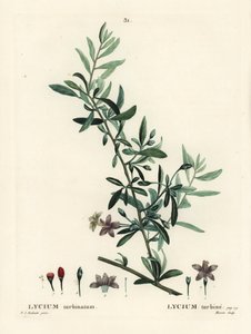Goji-Beere oder Chinesische Wolfsbeere, Lycium barbarum von Pierre Joseph Redouté