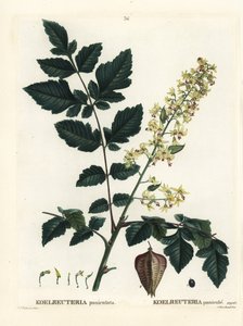 Goldregenbaum, Stolz von Indien, Chinabaum oder Lackbaum, Koelreuteria paniculata. Handkolorierter Stich nach einer Illustration von Pierre-Joseph Redouté aus Henri Louis Duhamel du Moncels Traité des Arbres et Arbustes, Paris