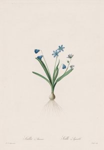 Die Liliengewächse: Scilla amaena von Pierre Joseph Redouté