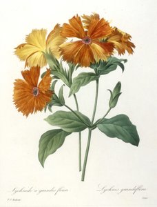 Lychnide a grandes fleurs, Lychnus grandiflora, aus Choix Des Plus Belle Fleurs et des Plus Beaux Fruits, 1827