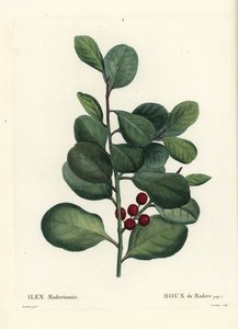 Madeira Stechpalme, Ilex perado