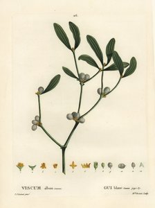 Mistel, Viscum album. Handkolorierte Punktstichgravur von Miss Brenet nach einer Illustration von Pierre-Joseph Redouté aus Henri Louis Duhamel du Moncels „Traité des Arbres et Arbustes“, Paris