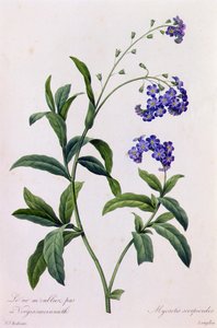 Myosotis Scorpiodes von Pierre Joseph Redouté