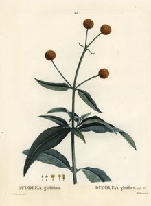 Orangenkugelbaum oder Orangenkugel-Buddleja, Buddleja globosa