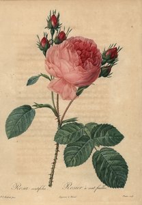 Rosa Zentifolie