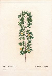 Rosa canina, Sorte Rosa aciphylla. Handkolorierter Kupferstich aus Pierre Joseph Redoutés „Les Roses“, Paris von Pierre Joseph Redouté