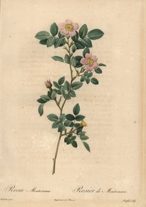 Rosa Montezuma-Rose