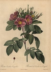 Purpurrote Carolina-Rose von Pierre Joseph Redouté