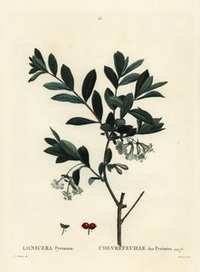 Pyrenäen-Geißblatt, Lonicera pyrenaica