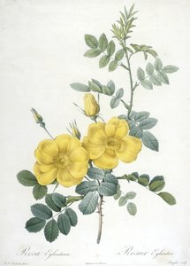 Rosa Eglanteria, Rosier Eglantier, aus Les Roses, 1817-24 von Pierre Joseph Redouté