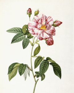 Rosa Gallica Versicolor