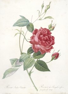 Rosa indica cruenta, Rosier du Bengale a fleurs pourpre de sang, aus Les Roses, 1817-24 von Pierre Joseph Redouté