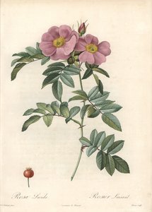 Rose von Virginia, mit rosa Blumen - Radierung von Bessin, nach einer Illustration von Pierre Joseph Redoute, aus Les Roses von Pierre Joseph Redouté