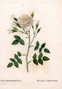 Rosenbergs Rose, Rosa francofurtana Sorte, Rosier de Rosenberg. Handkolorierter Kupferstich aus Pierre Joseph Redoutés „Les Roses“, Paris von Pierre Joseph Redouté